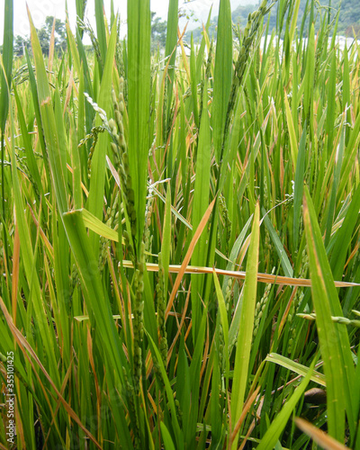 Rice paddy field with just before harvest.Paddy farm in Sri Lanka.Young rice seeds.