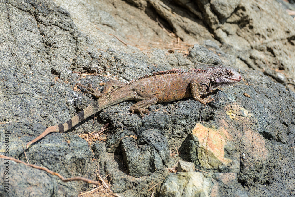 Green Iguana on the rocks of St. Thomas island Green Iguana on the rocks of St. Thomas island