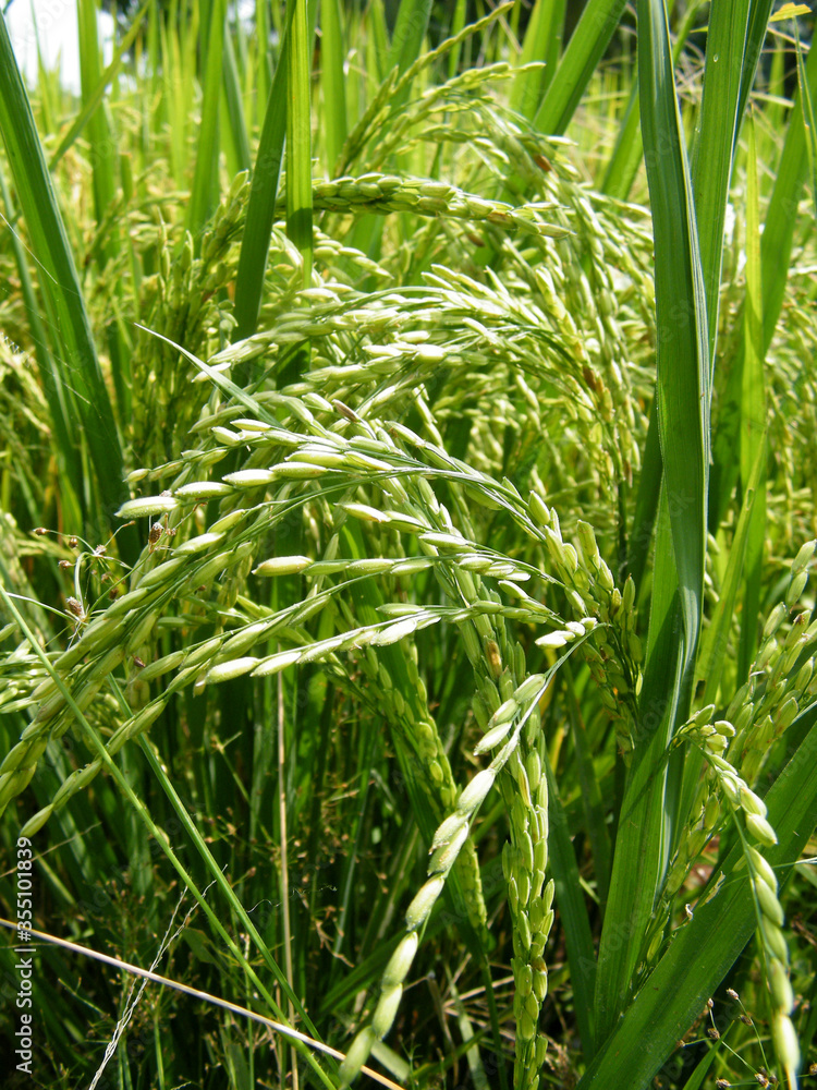 Rice paddy field with just before harvest.Paddy farm in Sri Lanka.Young rice seeds. Rice paddy field with just before harvest.Paddy farm in Sri Lanka.Young rice seeds.