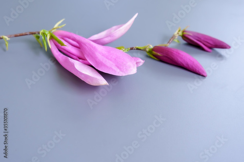 Three inflorescences of magnolia liliflora on a purple background photo