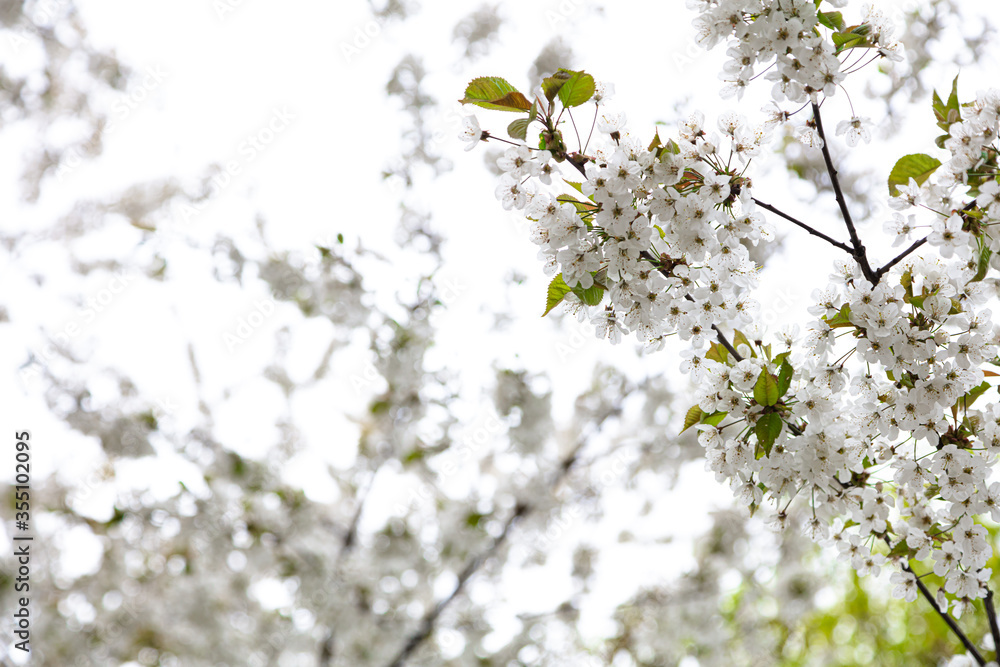 Branches of blooming cherry. Beautiful spring background Branches of blooming cherry. Beautiful spring background