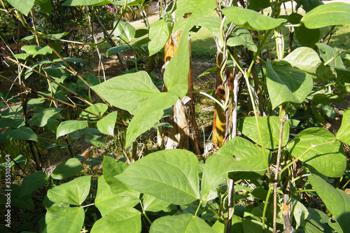 Green leafy vegetable. long beans. Phaseolus vulgaris. string, field, flageolet, French , garden, harico, pop , or snap.