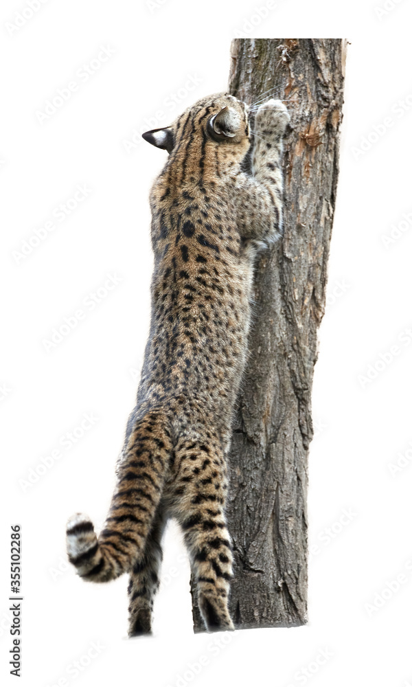 Ocelot claws top