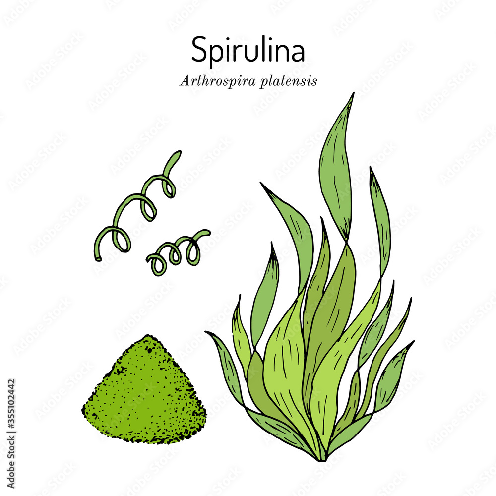 Spirulina arthrospira platensis , edible and medicinal seaweed Adobe Stock