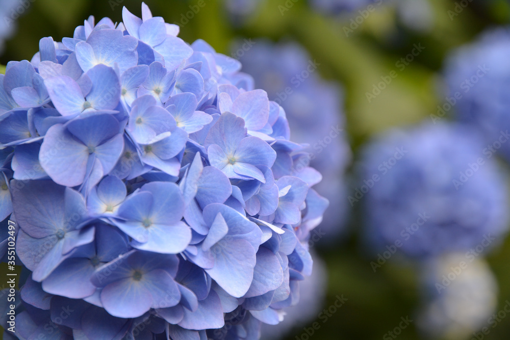 あじさい、アジサイ、紫陽花