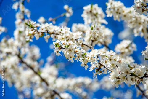 Cherry blossom branch in the garden in spring 