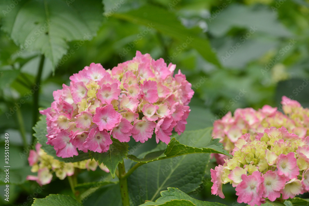 あじさい、アジサイ、紫陽花