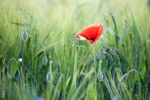 Poppy flowers in the sun.