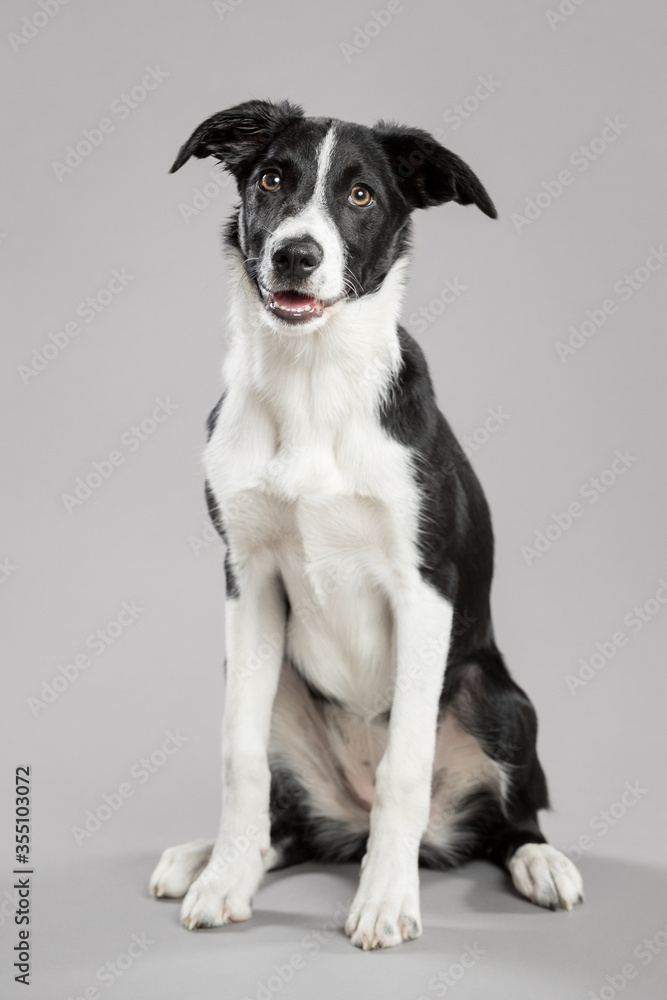 isolated black and white border collie puppy portrait sitting on a grey seamless background in the studio isolated black and white border collie puppy portrait sitting on a grey seamless background in the studio