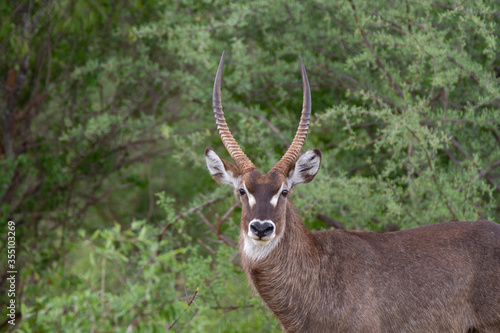 Antelope close up in front of trees in Kenya.