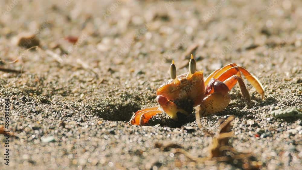 Red crab with big eyes pulling sand out of hole. Slow motion. Red crab with big eyes pulling sand out of hole. Slow motion.