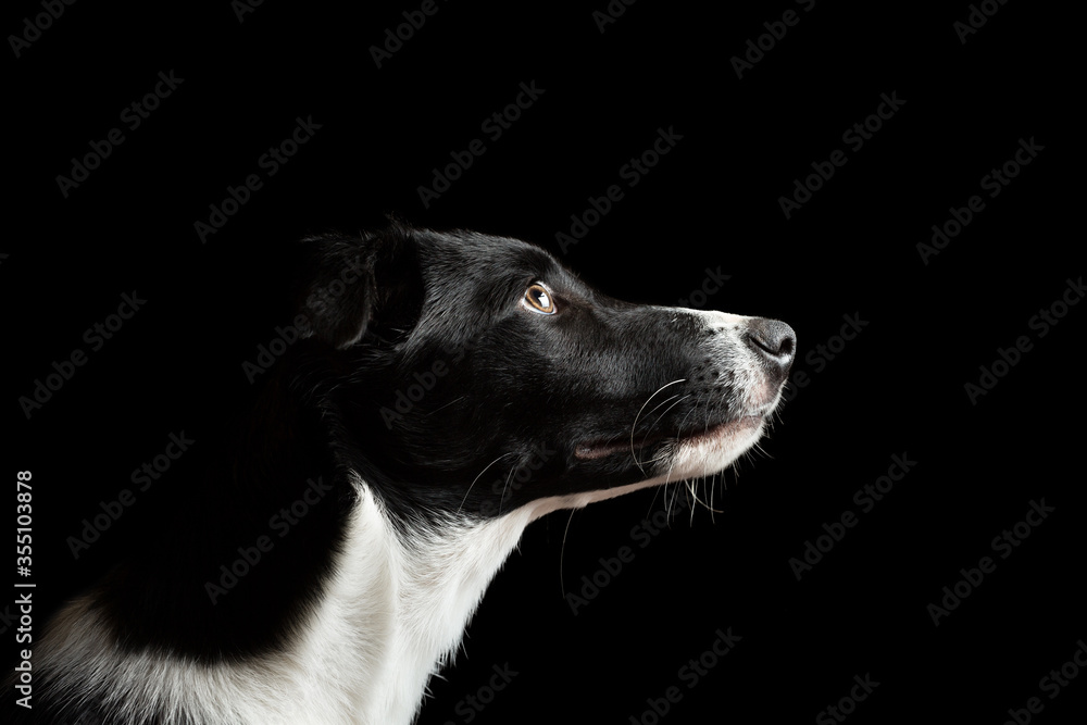 isolated black and white border collie puppy head profile portrait on a black background in the studio