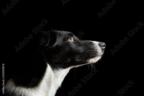 isolated black and white border collie puppy head profile portrait on a black background in the studio