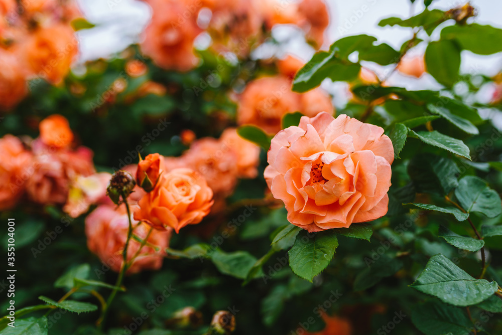 Beautiful orange rose bush close up. Blooming roses close up photo. Beautiful orange rose bush close up. Blooming roses close up photo.