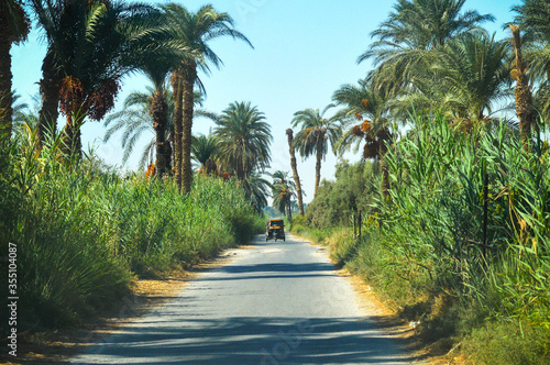 A tuk tuk car, auto rickshaw moving towards viewer on a road through tropical farmland with palm trees in Fayoum Egypt