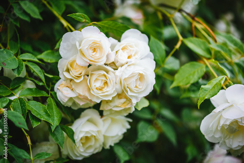Beautiful white roses plant   bush. Blooming white roses.