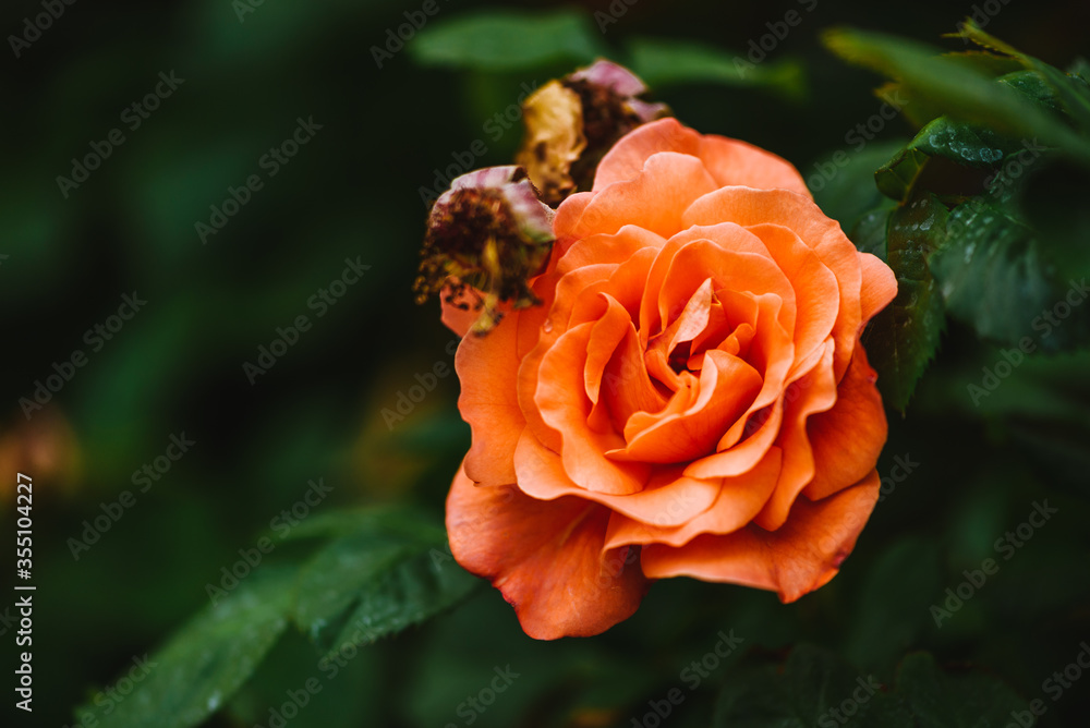 Beautiful orange rose bush close up. Blooming roses close up photo. Beautiful orange rose bush close up. Blooming roses close up photo.