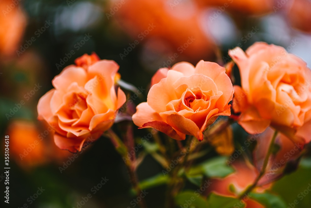 Beautiful orange rose bush close up. Blooming roses close up photo. Beautiful orange rose bush close up. Blooming roses close up photo.
