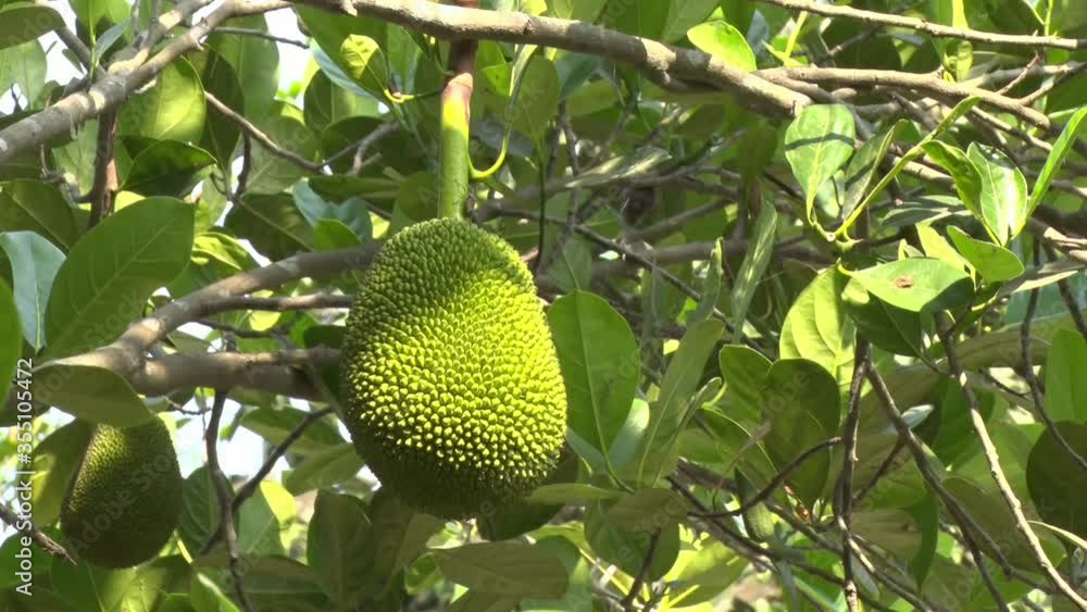 fresh jackfruit in agricultural garden fresh jackfruit in agricultural garden