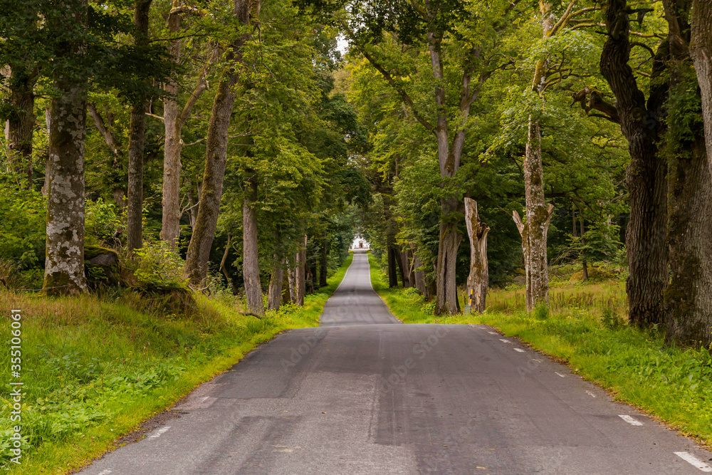 Empty smooth straight road with trees planted along