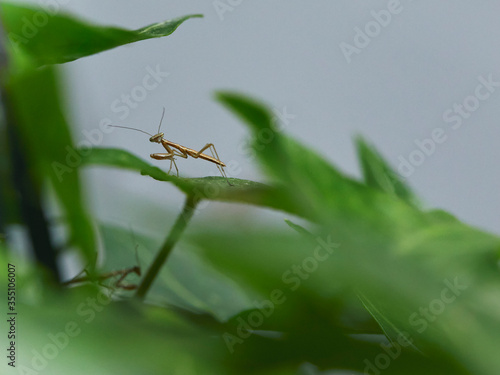 生まれたてオオカマキリの赤ちゃん