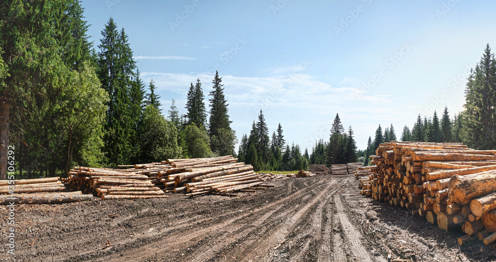Piled logs of harvested wood next to muddy forest road, blue sky sunny day background Piled logs of harvested wood next to muddy forest road, blue sky sunny day background
