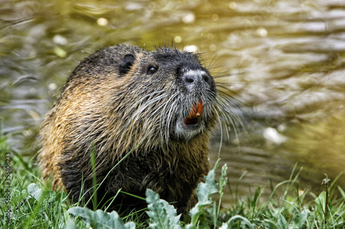Portrait of large nutria in the grass by brown river © ondrejschaumann