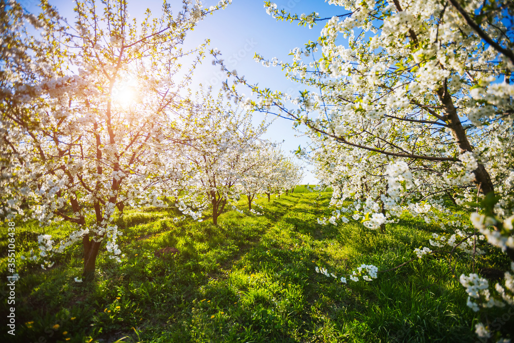 Incredible ornamental garden with blooming lush trees in idyllic sunny day. Incredible ornamental garden with blooming lush trees in idyllic sunny day.