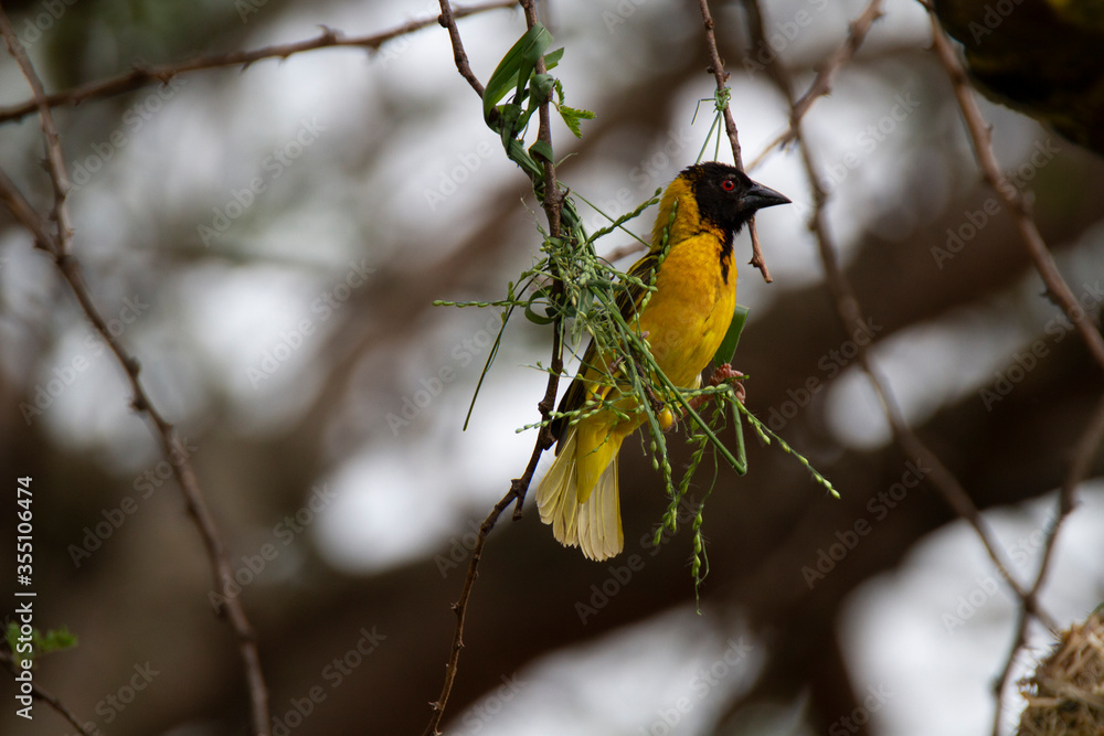 Golden palm weaver building a nest in a tree in Kenya. Golden palm weaver building a nest in a tree in Kenya.