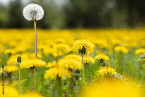 Lovely yellow dandelions. Beautiful summer background.