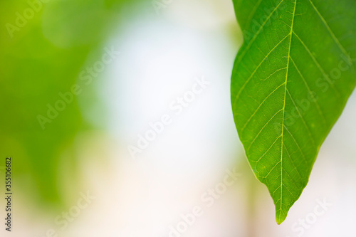 abstract green natural background gren leaf macro background © sanja