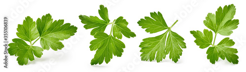 Set of parsley leaves isolated on white. photo