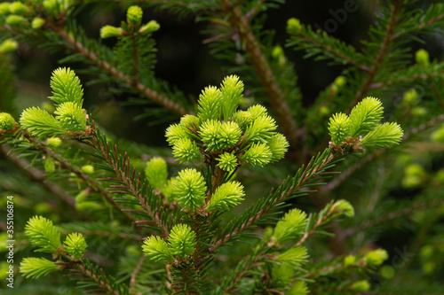 fresh sprouts on the fir tree