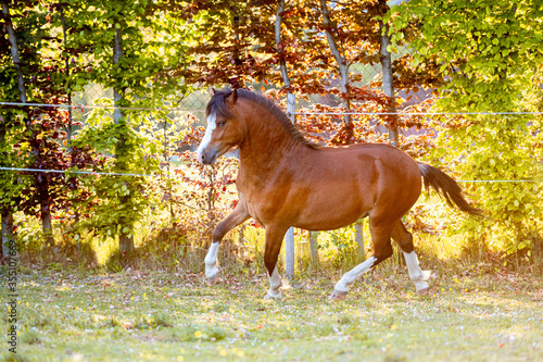 Beautiful stunning welsh mountain pony young helathy stallion running and posing on pasture on golden hour. Amazing colorful scenery with great animal.