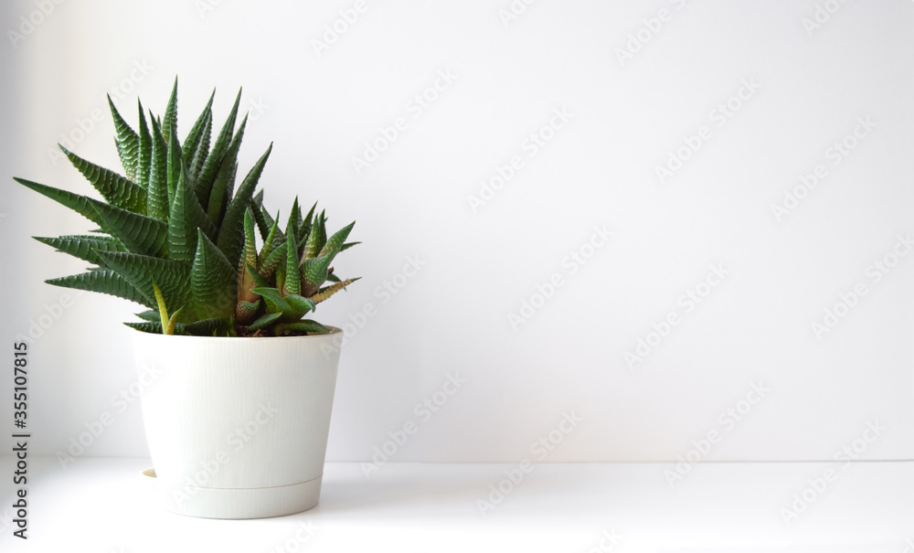 Cactus succulent on a white table with a white background. Lots of space for text. Minimalistic concept. Cactus succulent on a white table with a white background. Lots of space for text. Minimalistic concept.