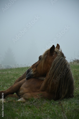 Horsey