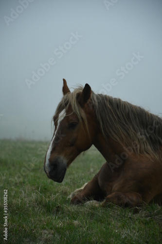 horse in the field
