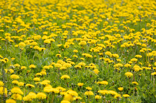 Yellow dandelions on a sunny, summer day