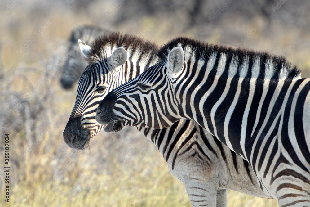 Obraz premium Zebras im Etoscha- Nationalpark in Namibia