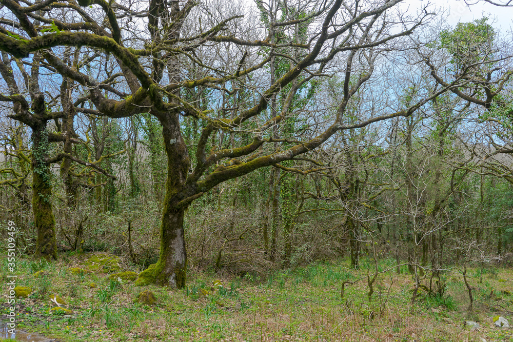 Bosque jurásico en el interior del parque natural de los alcornocales, Andalucía Bosque jurásico en el interior del parque natural de los alcornocales, Andalucía
