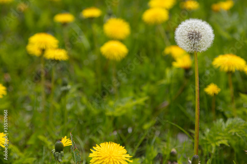 White dandelion on a background of yellow dandelions