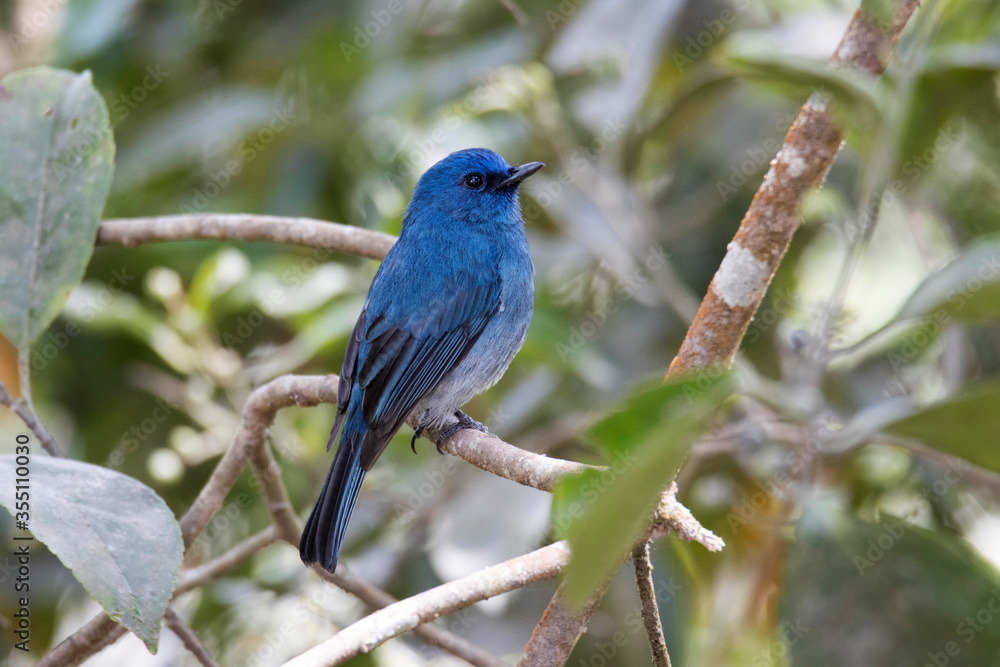 Nilgiri Flycatcher, Eumyias albicaudatus, Male, India