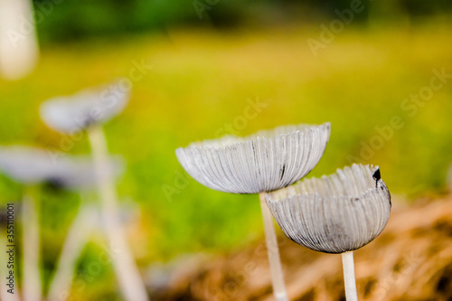 Schilderij op canvas Macrophotograph of a fungus or mushroom in the family Agaricaceae in its natural space