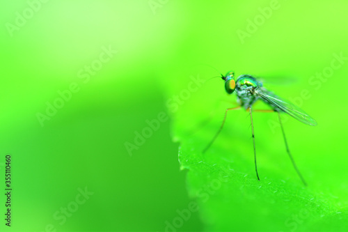 Dragonflies climbing grass  © pangcom
