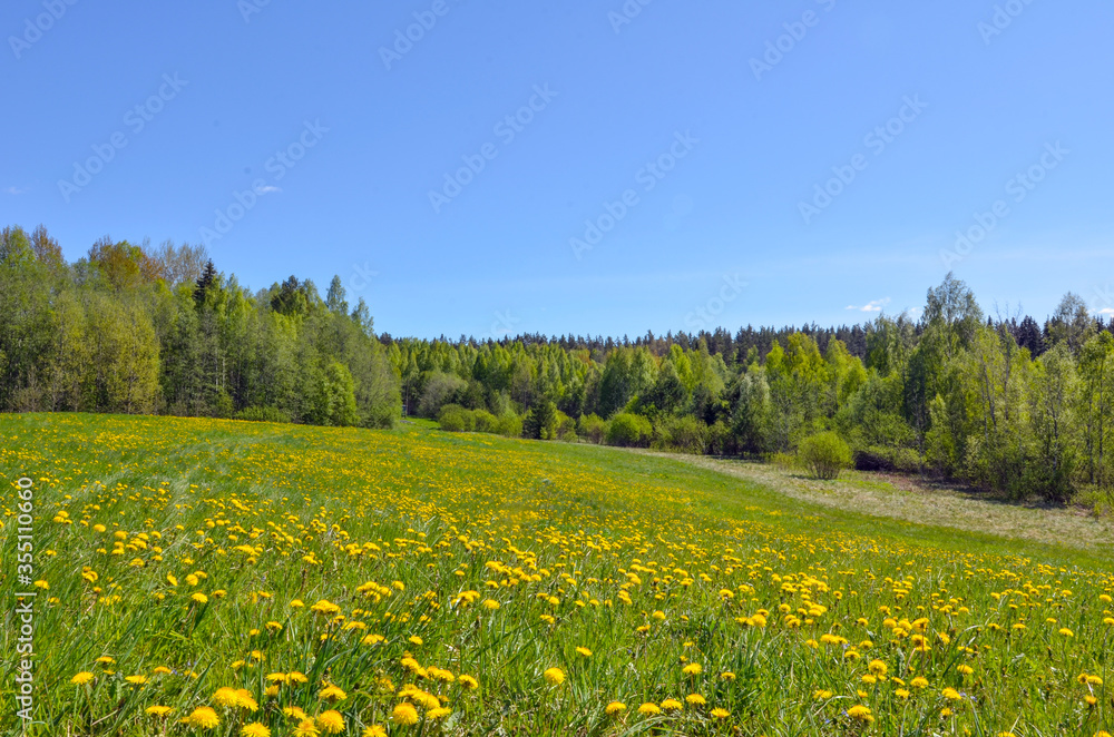 Dandelion field and pine forest