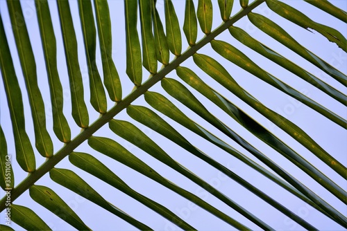 palm leaf background photo