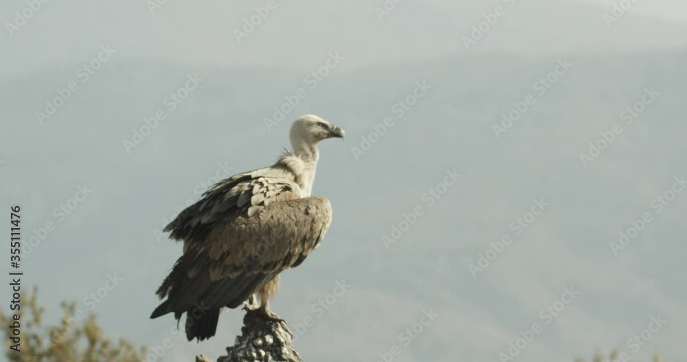 Buitre com√∫n (Gyps fulvus) Buitre com√∫n (Gyps fulvus)