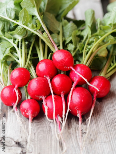 Natural, grown in the garden, freshly ripped radish on a wooden ancient table.