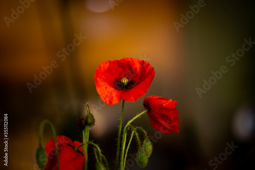 red poppy on a green background