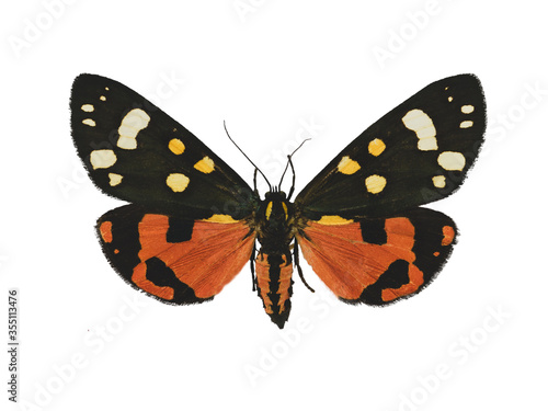 Beautiful scarlet tiger moth (Callimorpha dominula L.) isolated on white background
